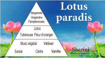 lotus paradis